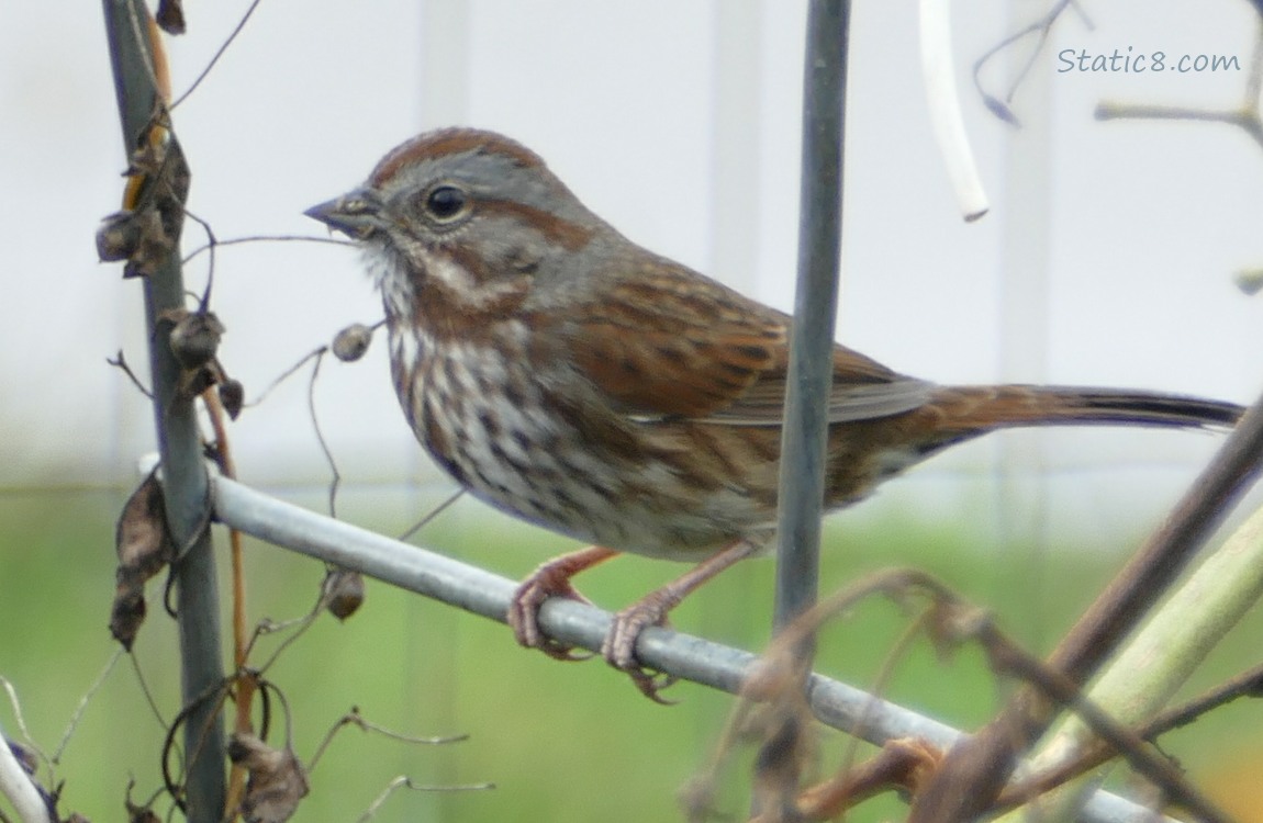 Song Sparrow standing on a wire trellis