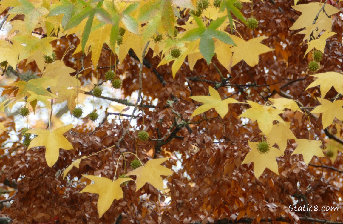 Yellow Sweet Gum leaves and green Gum balls