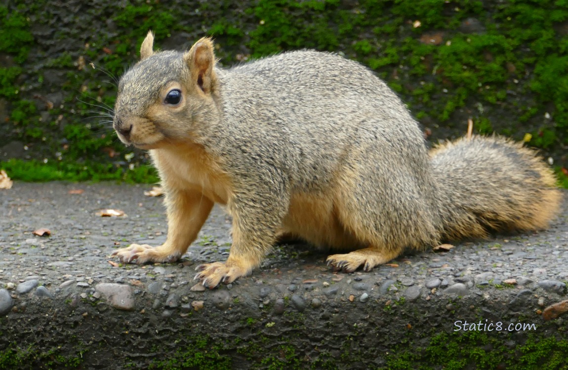 Squirrel sitting on the step