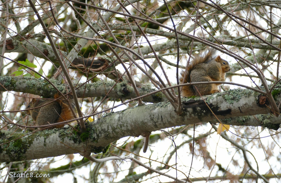 Squirrels standing in a tree, hunched over