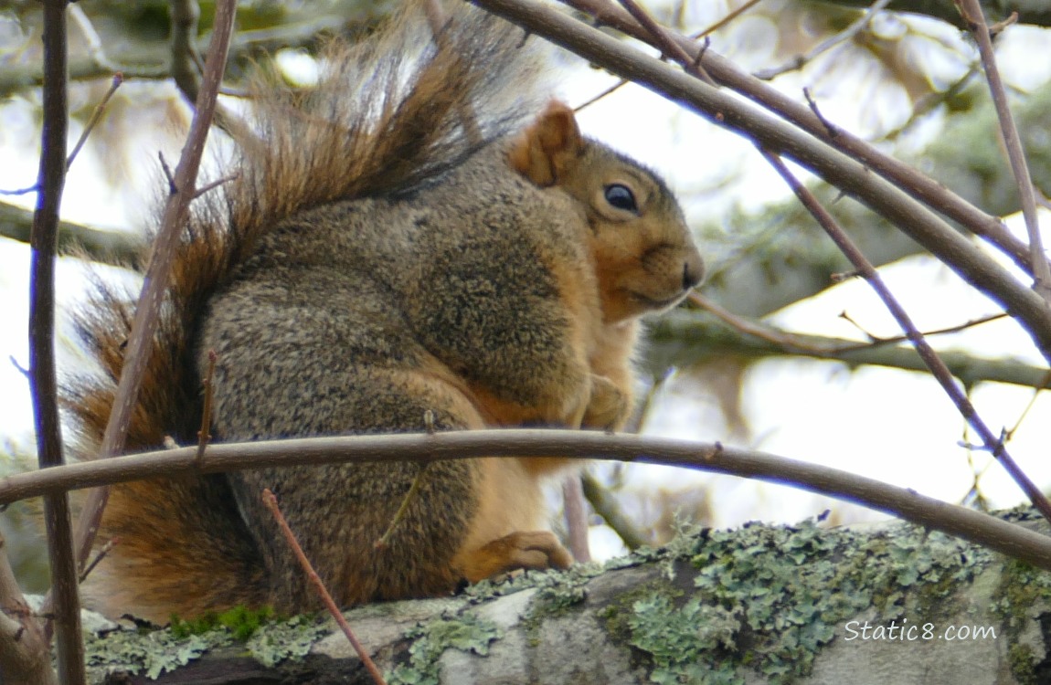 Squirrel sittin on a tree branch