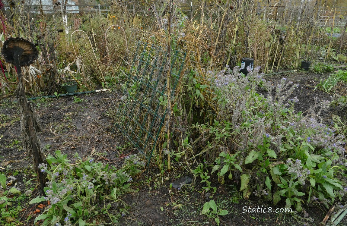 Garden Plot