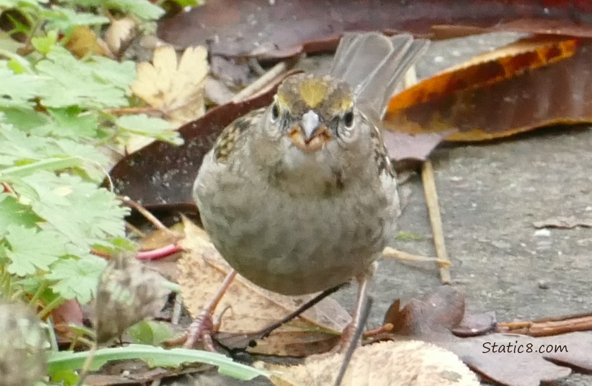 Golden Crown Sparrow standing near the edge of the sidewalk