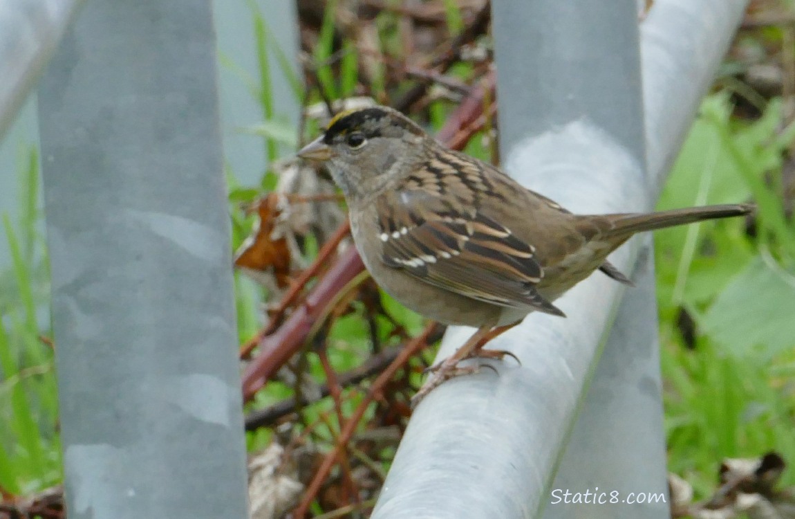 Golden Crown Sparrow standing on a metal railing