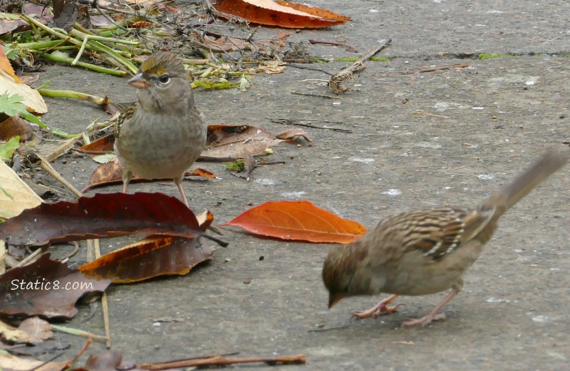 Golden Crown Sparrows standing on the sidewalk with some fallen leaves