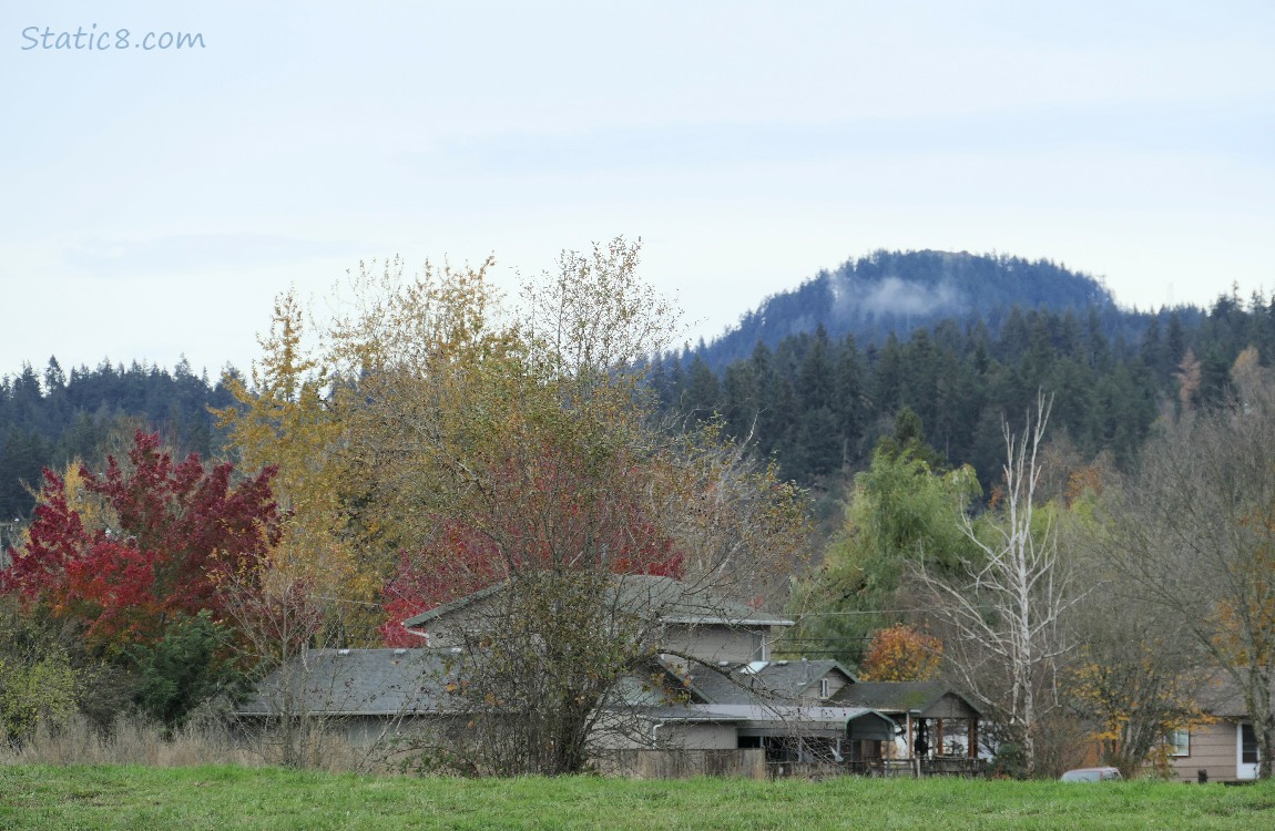 Autumn trees