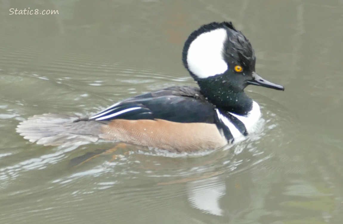 Hooded Merganser paddling on the water