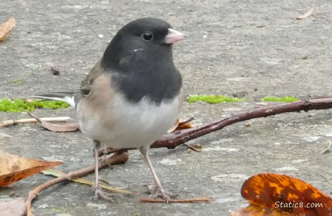 Junco standing on the sidewalk