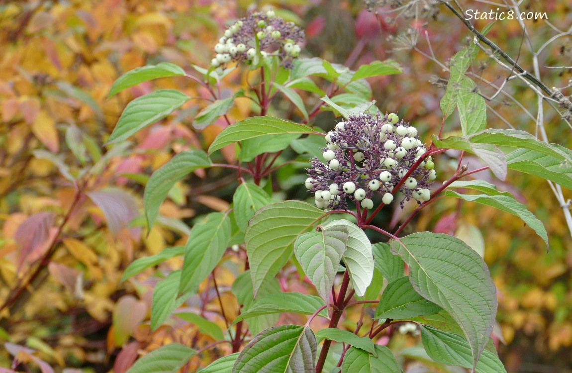 Red Osier Dogwood berries