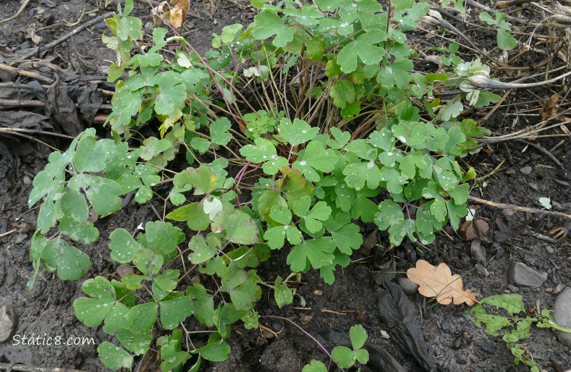 Columbine plant