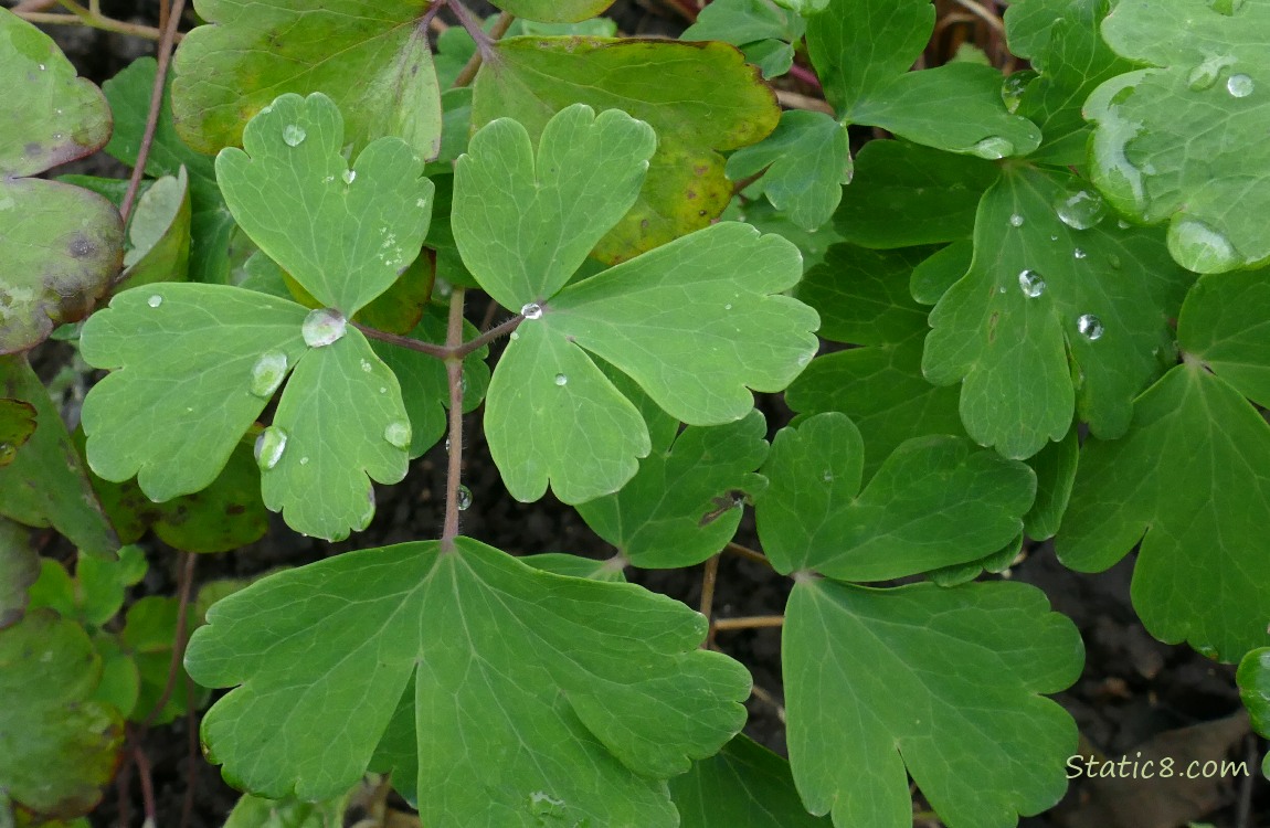 Columbine plant