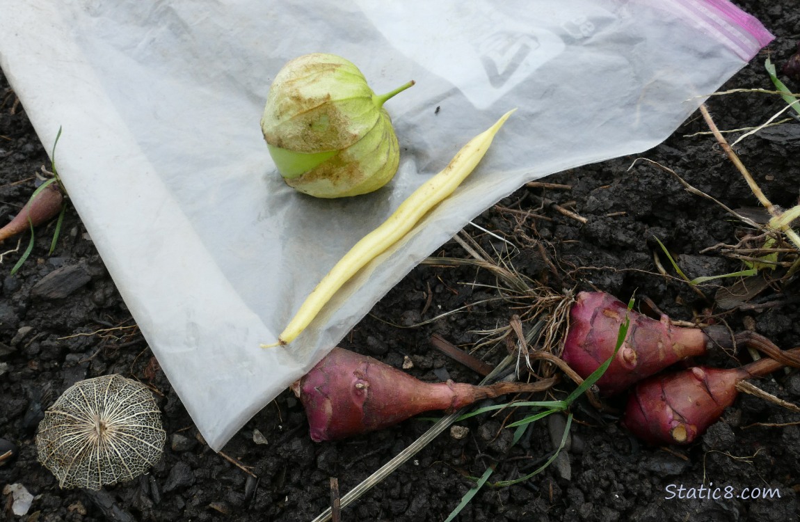 Harvested tomatillo and wax bean