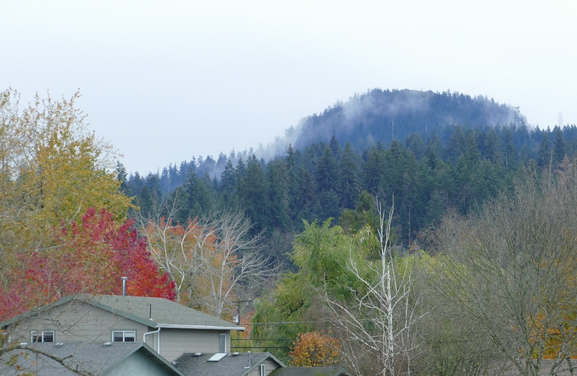 Autumn trees on the hill