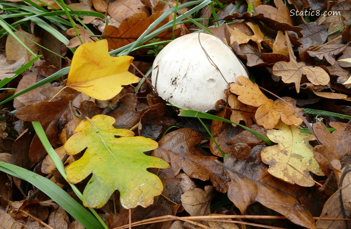 Mushroom in the grass, surrounded by fallen oak leaves