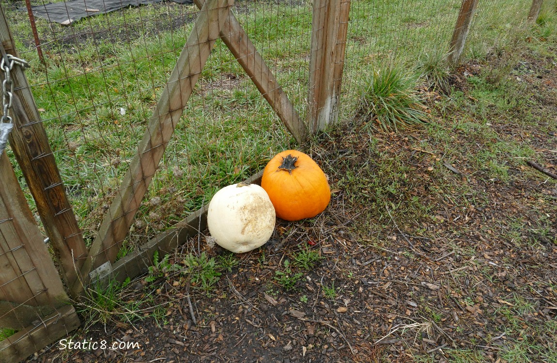 Two pumpkins at the garden gate