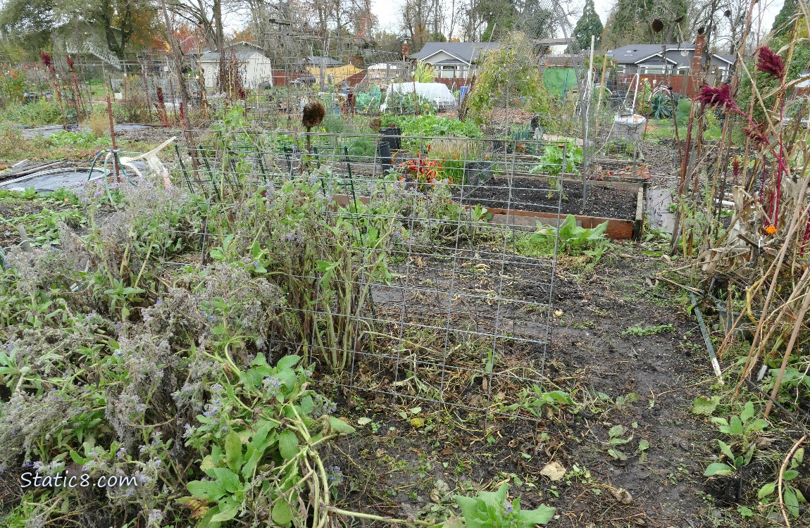 Garden Plot