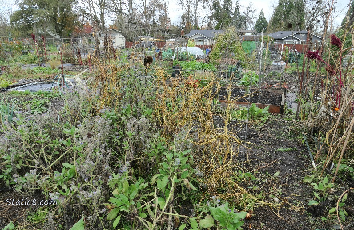 Garden plot trellis