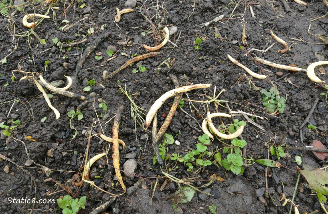 Wax Beans tossed on the ground