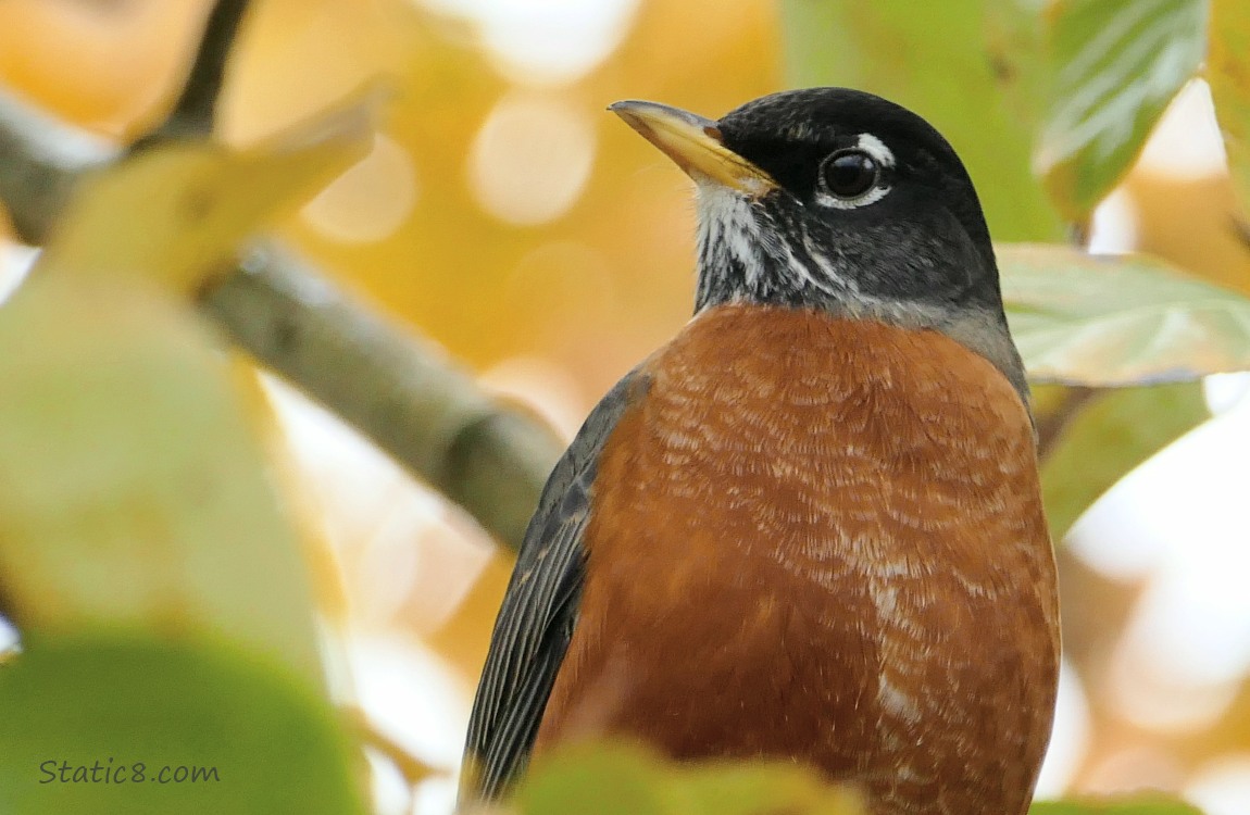 American Robin standing in a tree, looking down