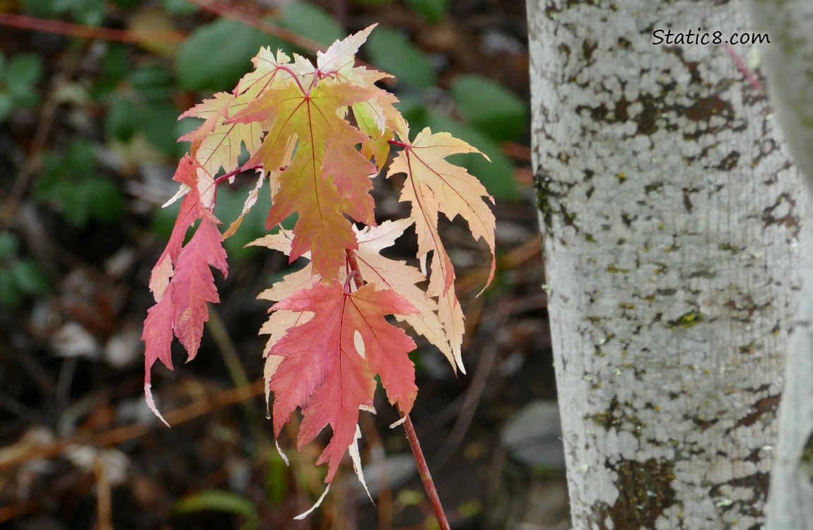 Autumn leaves