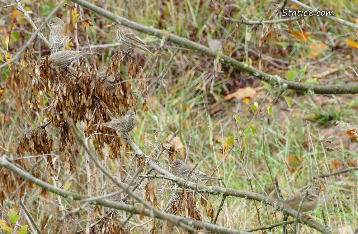 6 sparrows standing in an Ash tree full of seeds