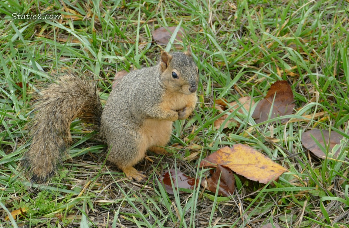 Squirrel sitting on the grass