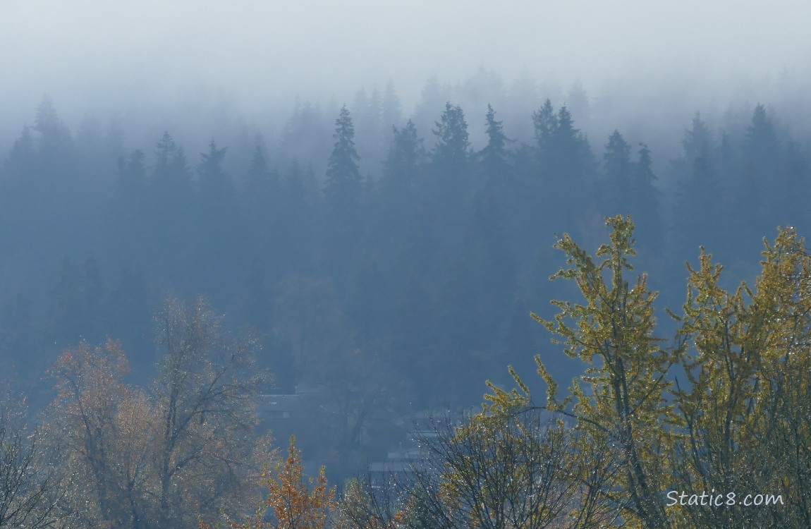 foggy Douglas Firs in the distance