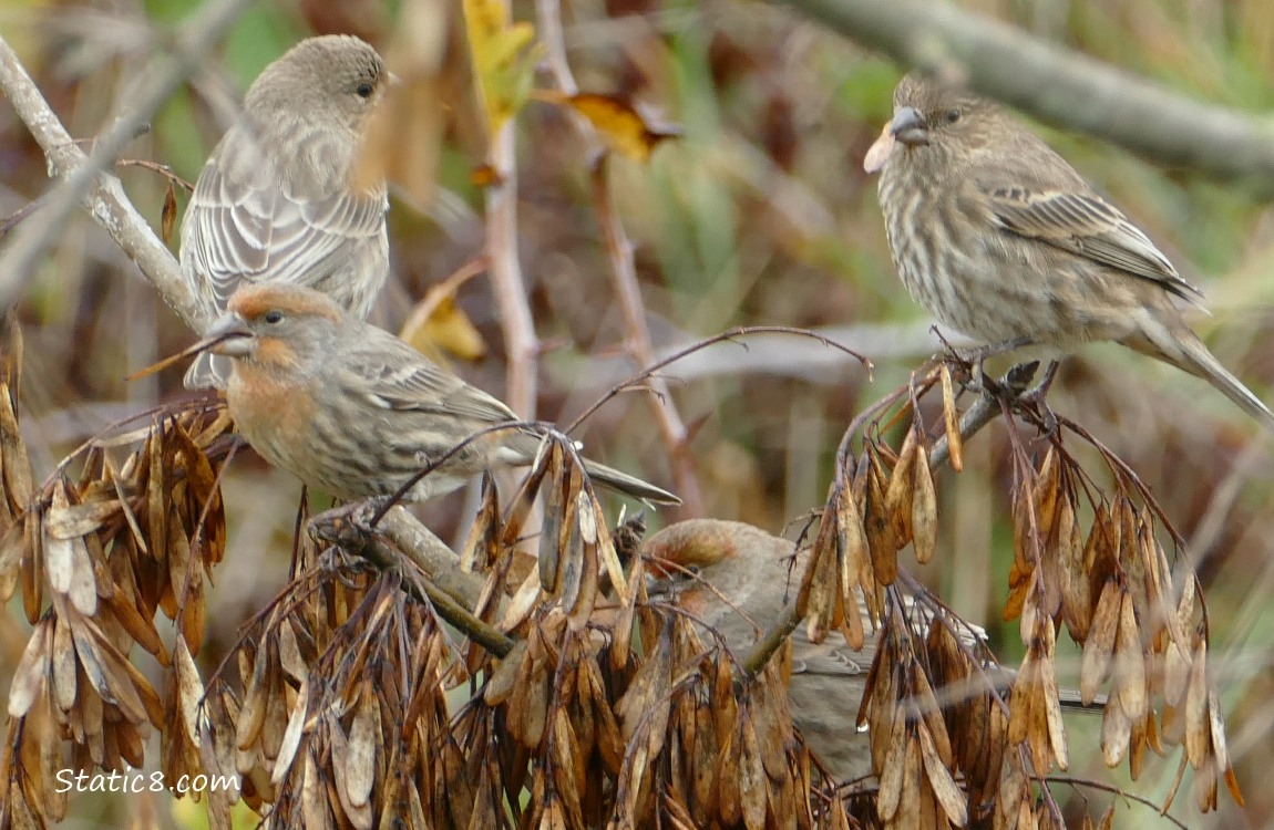 Four House Finches standing in an Ash tree with key type seeds