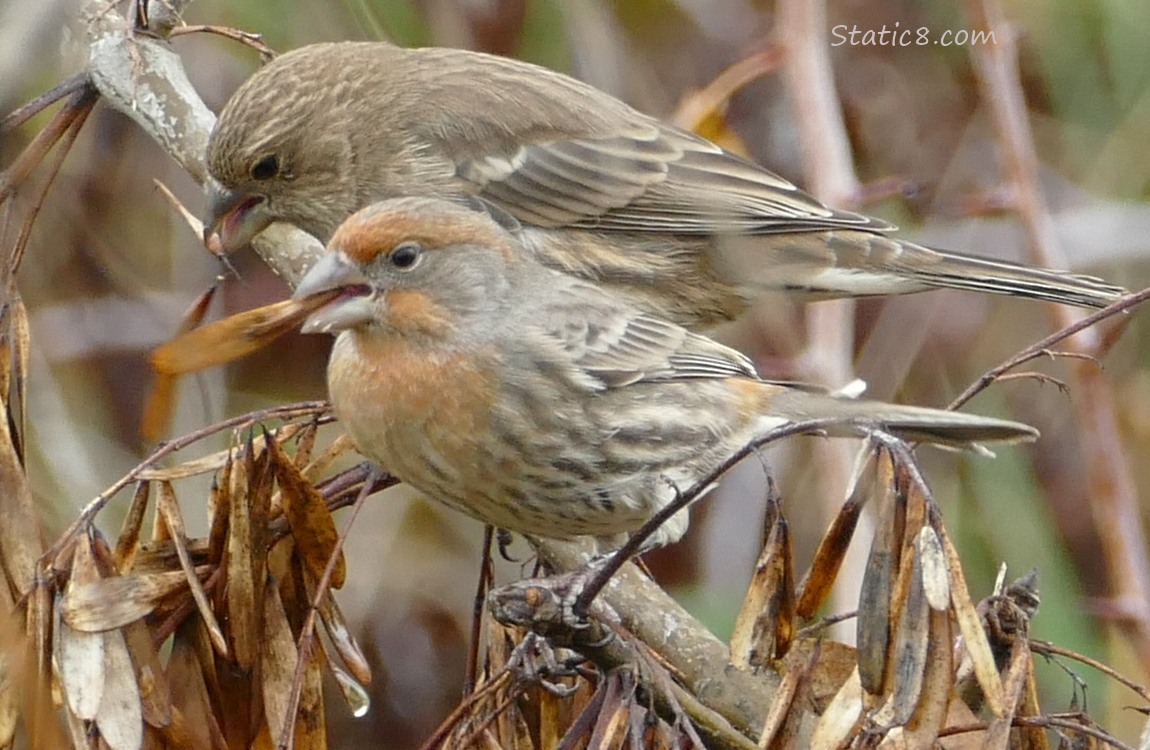 A male and female pair of House Finches standing in an Ash tree, eating key type seeds