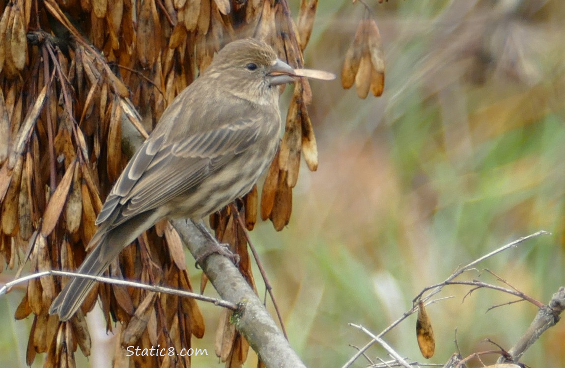 Female House Finch with an Ash seed in her beak