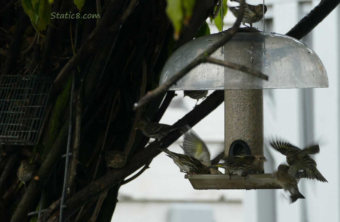 9 Pine Siskins surrounding a bird feeder