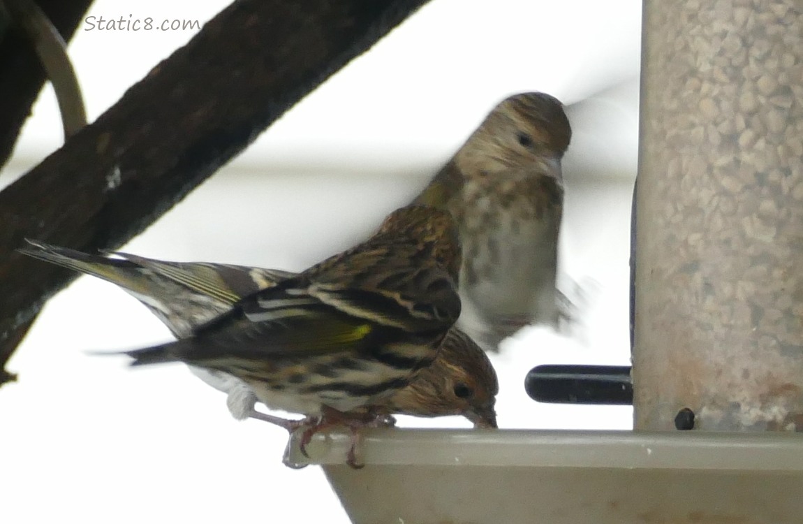 3 blurry Pine Siskins standing on a bird feeder