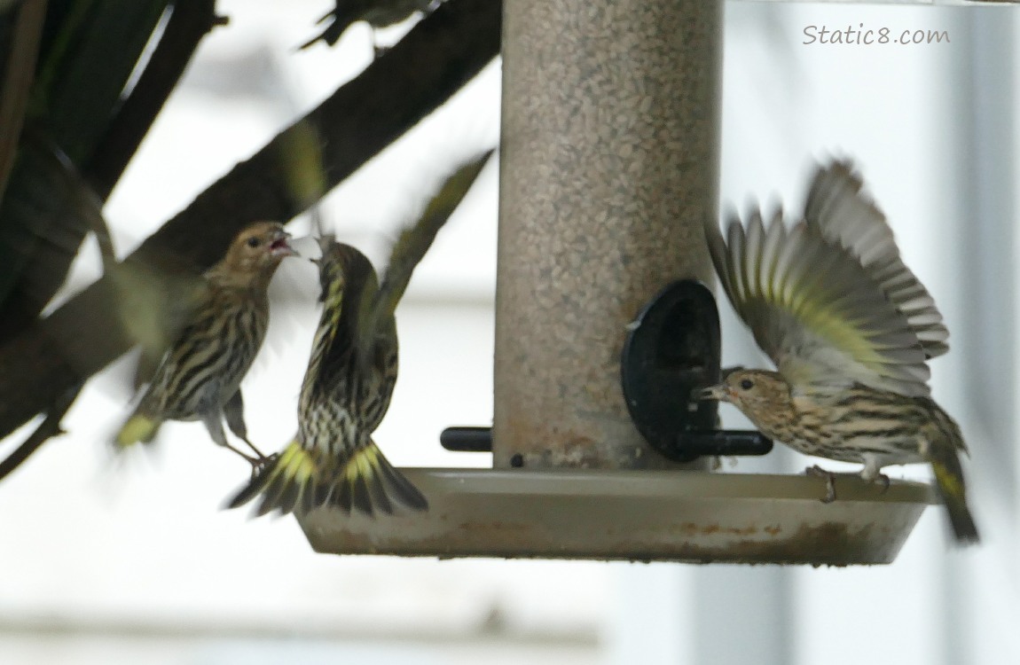 2 Pine Siskins fighting at a bird feeder