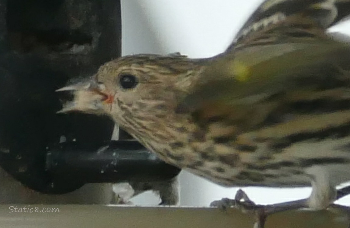 Pine Siskin at a bird feeder with blood at the corner of his beak