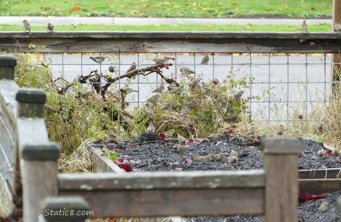 40 Pine Siskins in a yard with raised beds