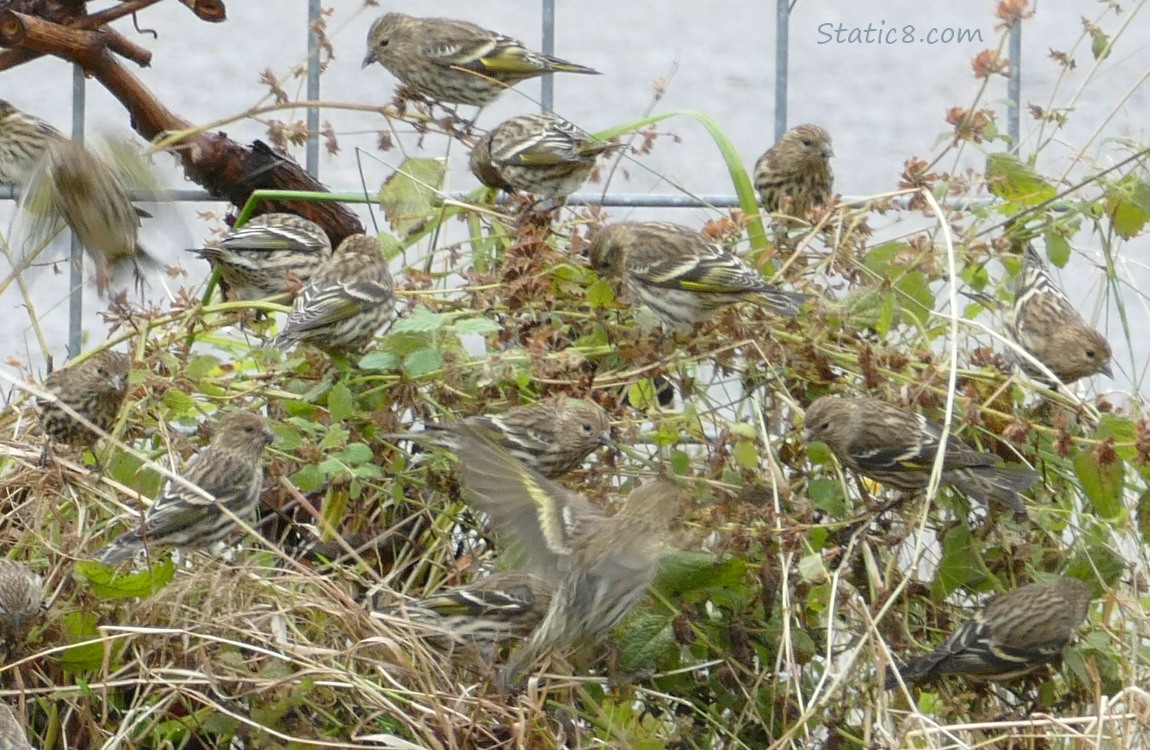 Many Pine Siskins standing and fluttering around a bush