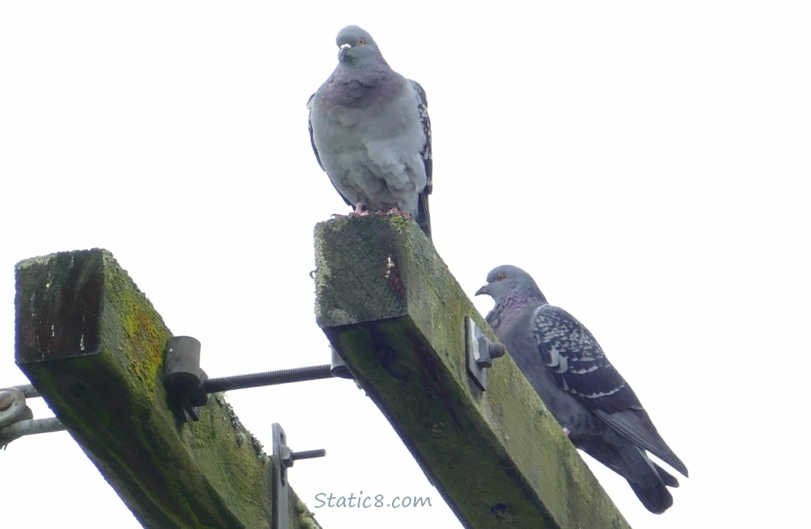 Two Pigeons standing up on a power pole