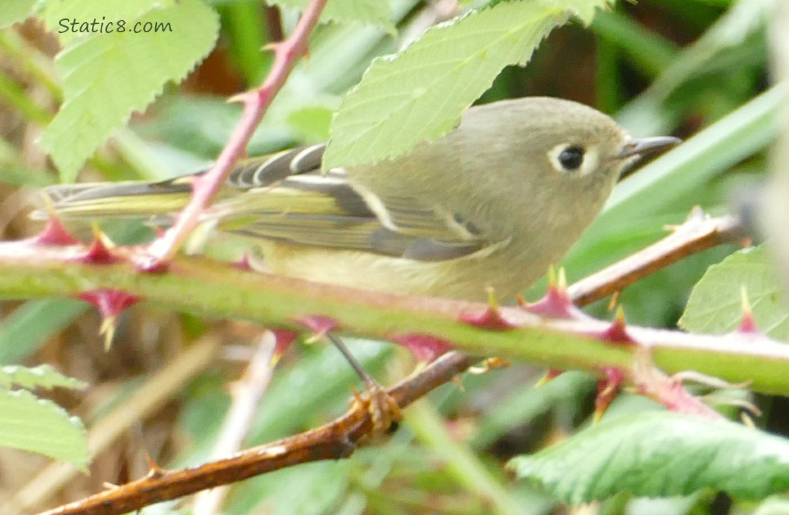 Ruby Crown Kinglet standing in a bush