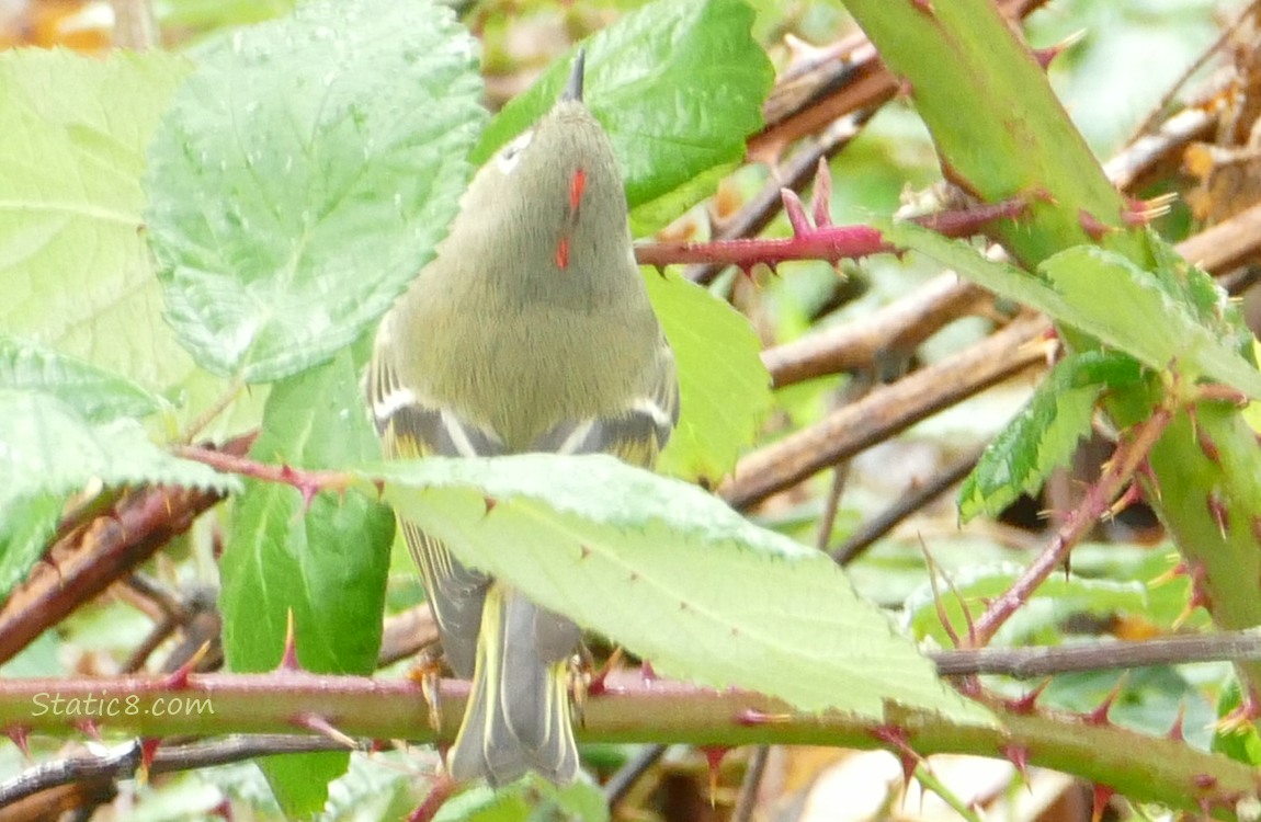 The back of a Ruby Crown Kinglet, looking up, with part of his crown exposed