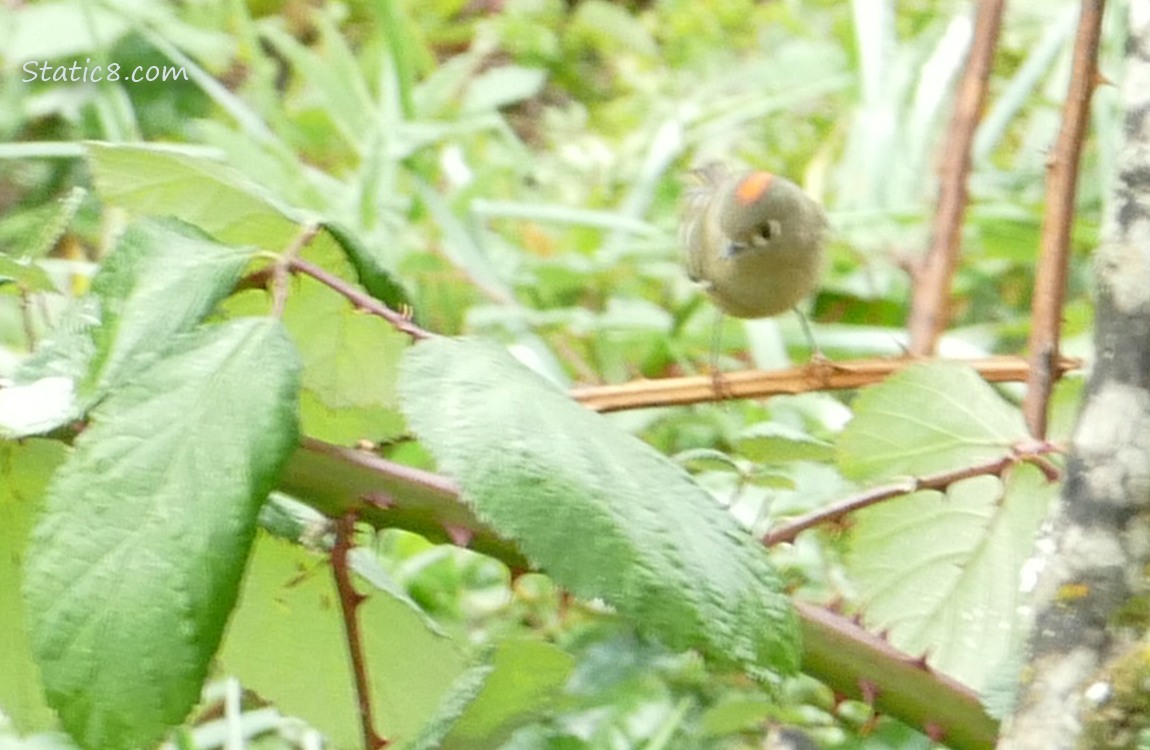 Blurry Ruby Crown Kinglet, showing his crown