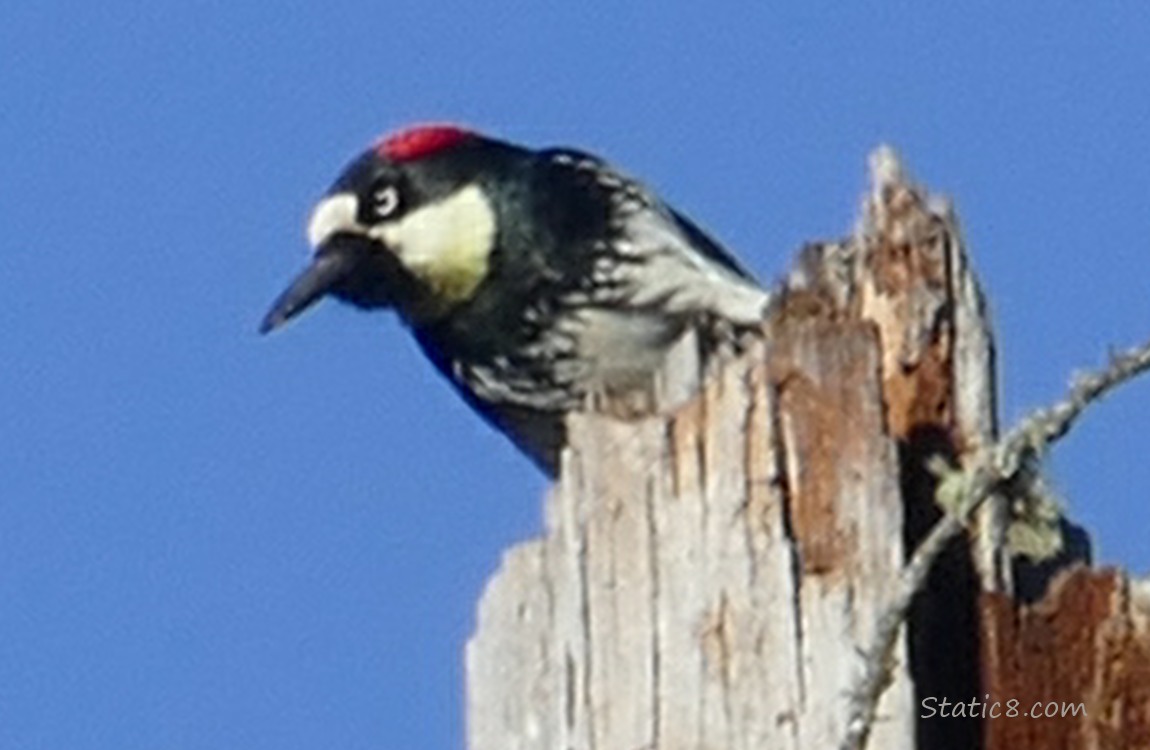 Acorn Woodpecker standing at the top of a snag