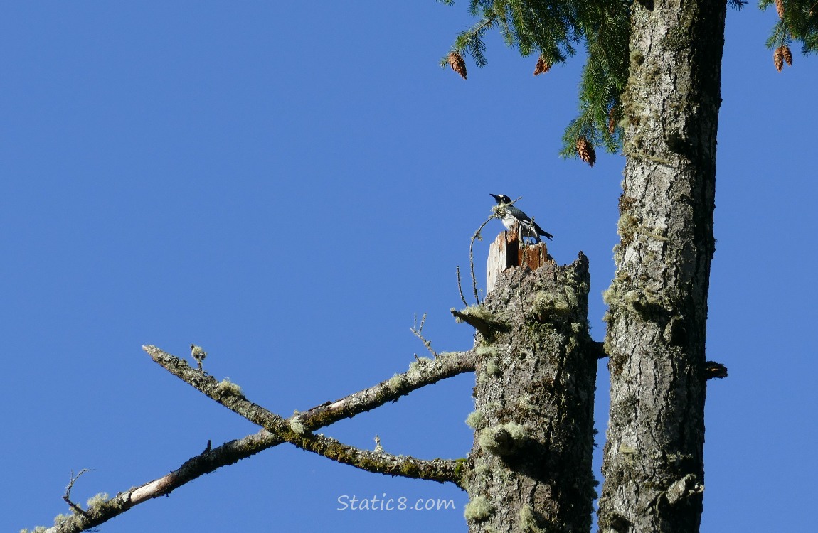 Acorn Woodpecker standing at the top of a snag