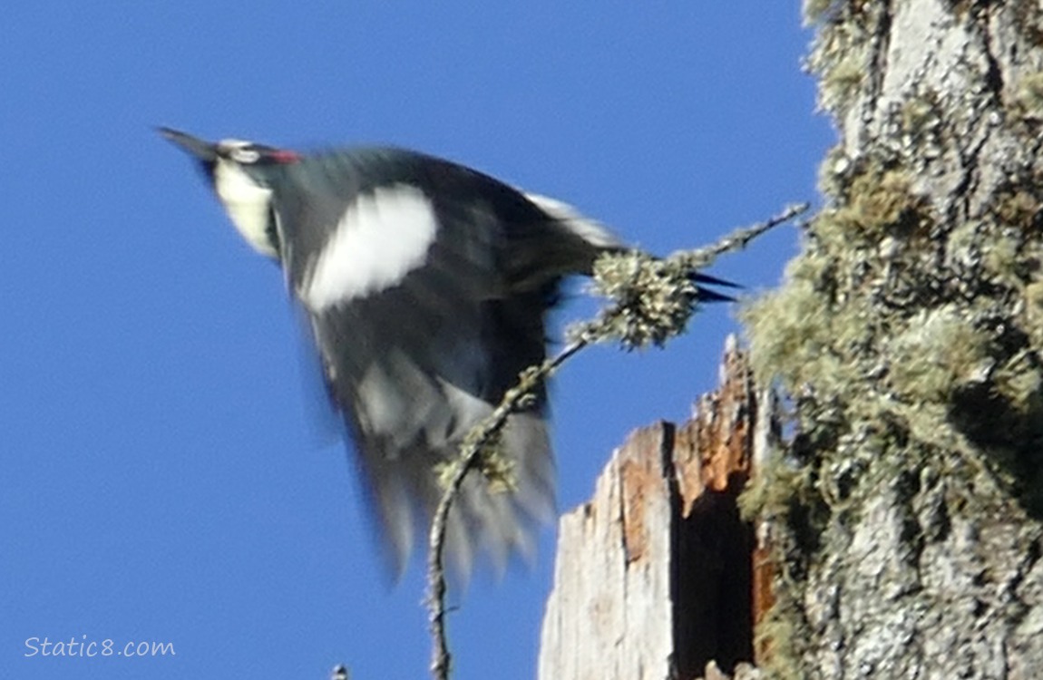 Acorn Woodpecker flying from her snag