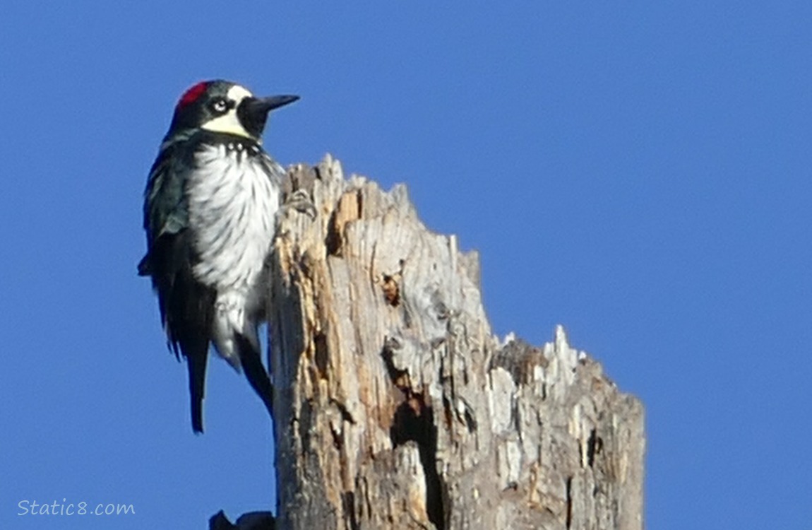 Acorn Woodpecker standing at the top of a snag