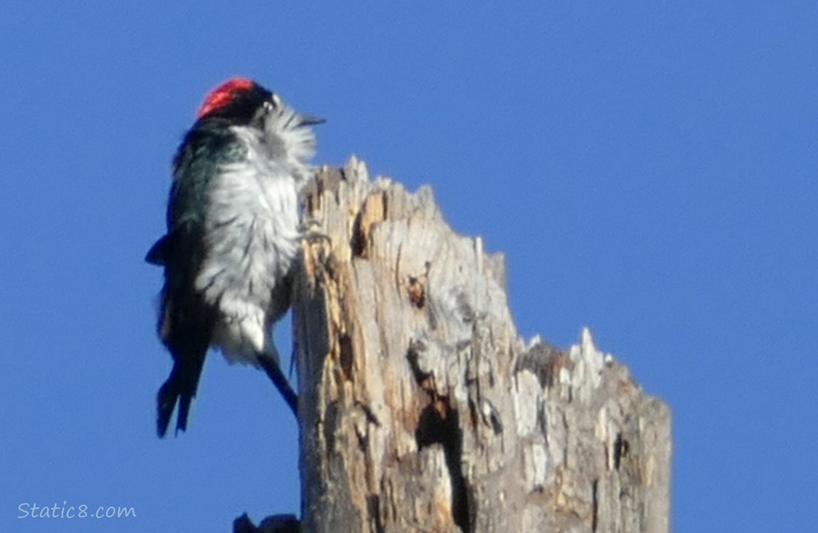 Acorn Woodpecker at the top of a snag, the wind is messing up her feathers