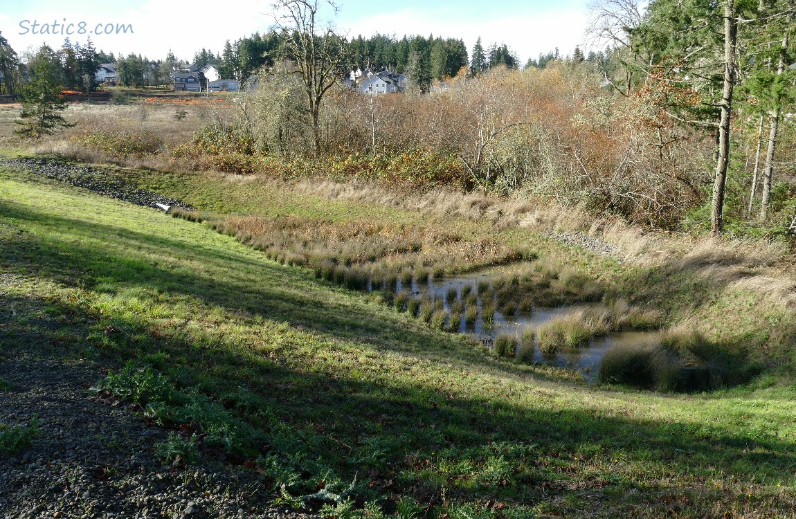 bioswale with clumps of grasses in neat rows