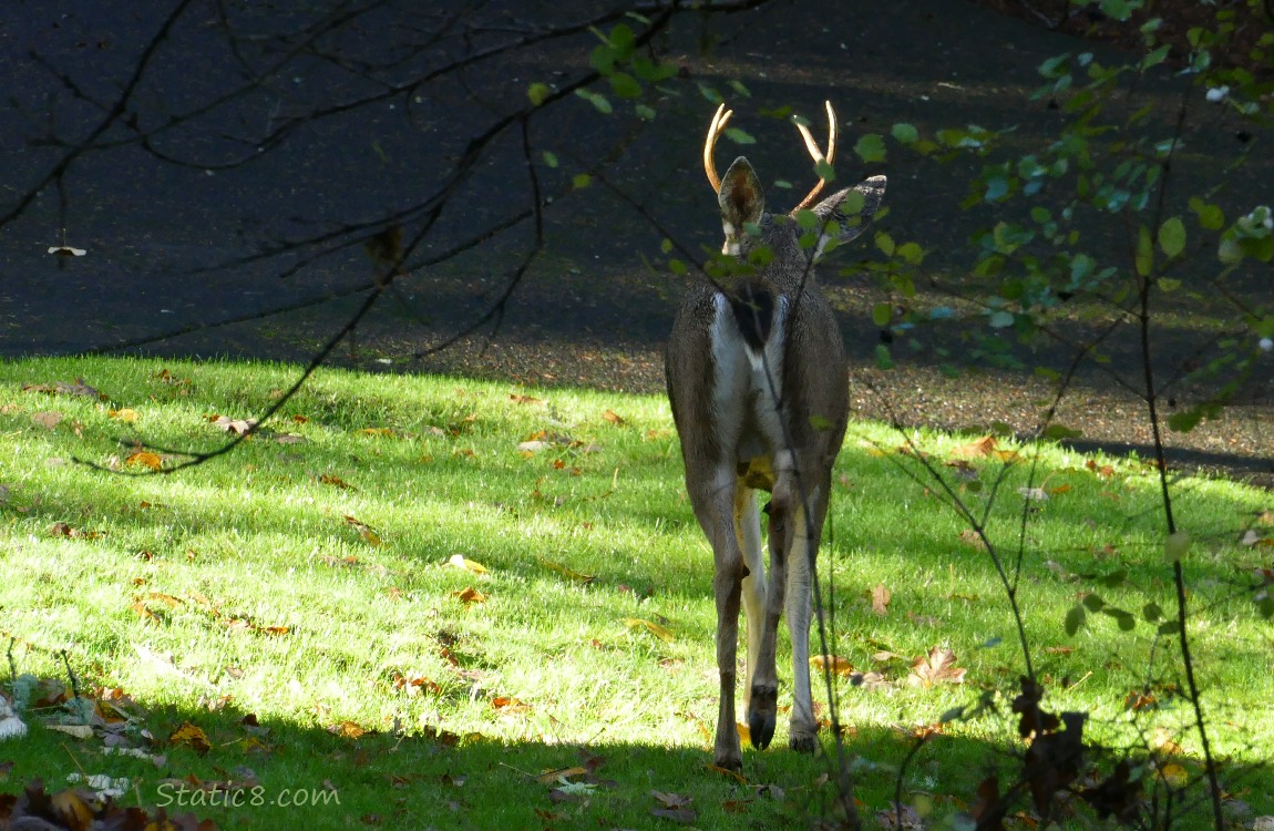 Black Tail stag walking away