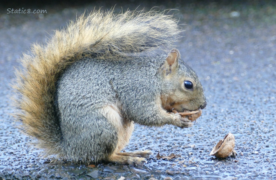 Squirrel sitting on the sidewalk, eating a cracked walnut