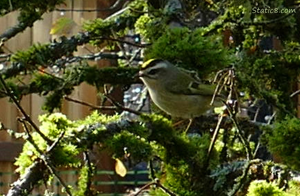 Blurry Golden Crown Kinglet, standing in a mossy tree