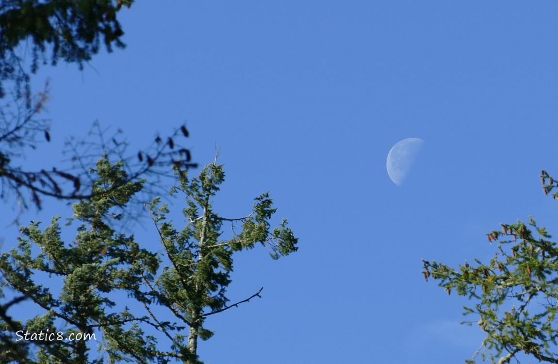 Moon in a blue sky, past conifer tree branches